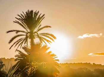 Sunlight streaming through palm tree against sky during sunset