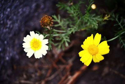 Close-up of yellow flowers blooming outdoors