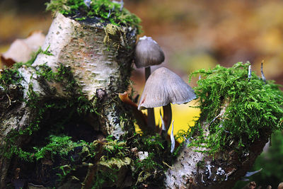 Close-up of mushrooms growing on tree