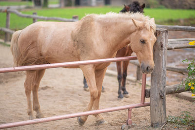 Horse standing in ranch