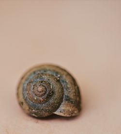 Close-up of shell on black background