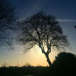 Silhouette tree against sky during sunset