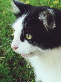 Close-up portrait of cat