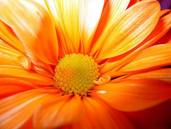 Close-up of yellow flower