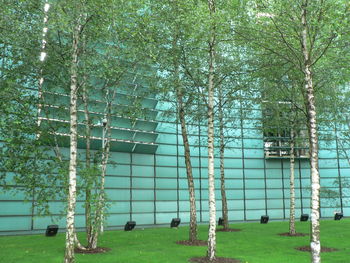 Trees against sky