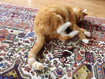 High angle view of ginger cat at home