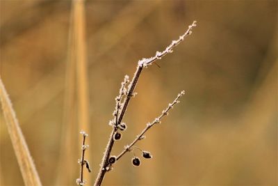 Close-up of snow on plant