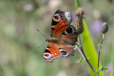 Close-up of butterfly pollinating on flower