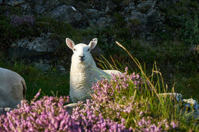 Close-up of deer on field