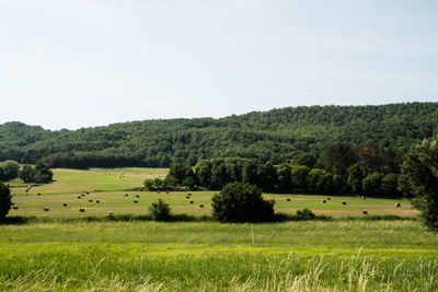 Scenic view of field against clear sky