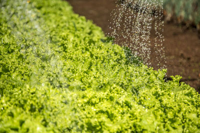 Close-up of fresh green plants in water