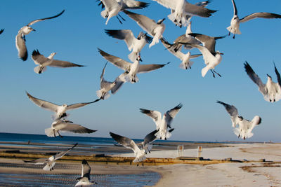 Seagulls flying against sky