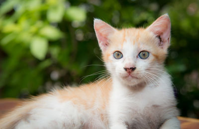 Close-up of cat