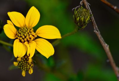 Close-up of yellow flower