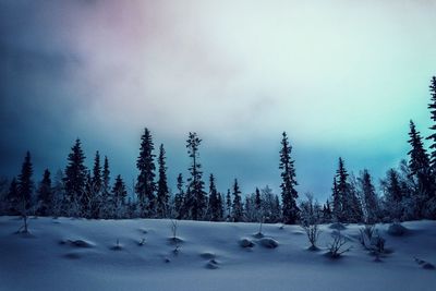 Trees on snow covered landscape against sky