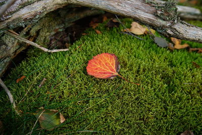 Close-up of moss on grassy field