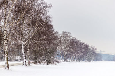 Bare trees on snow landscape against clear sky