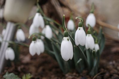 Close-up of white flowering plant on field