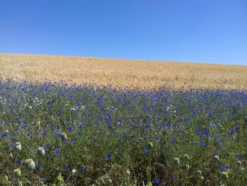 Scenic view of field against clear blue sky