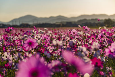 Kashihara city, nara prefecture cosmos field of fujiwara palace