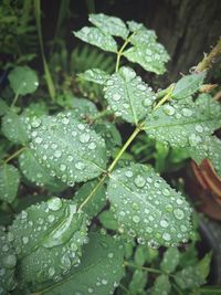 Close-up of wet plant leaves during rainy season