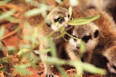 Close-up portrait of meerkats