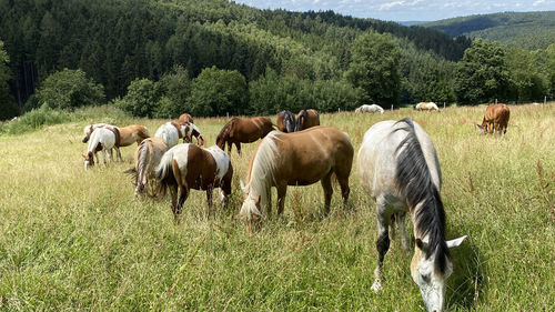 Horses grazing in a field