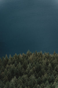 Low angle view of pine trees against sky