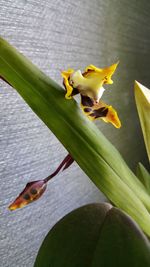 Close-up of yellow flower on plant