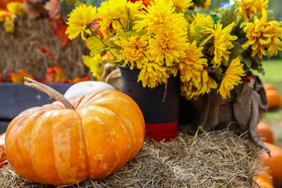 Close-up of pumpkins on autumn leaves