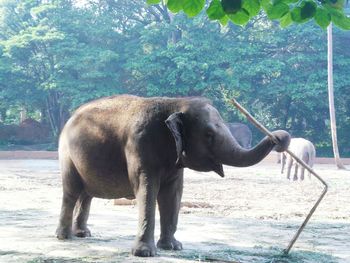 Elephant in water