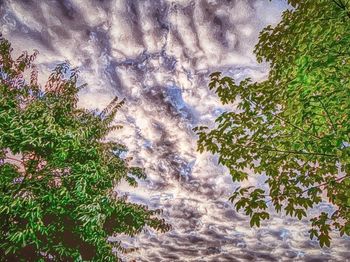 Low angle view of trees against cloudy sky