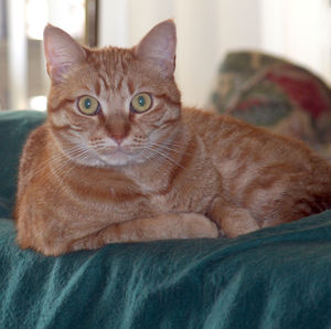 Close-up portrait of cat