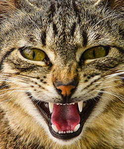 Close-up portrait of cat yawning