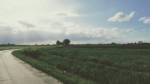 Scenic view of agricultural field against sky