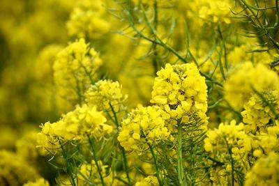 Close-up of yellow flowering plants on field