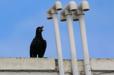 Low angle view of bird perching against sky