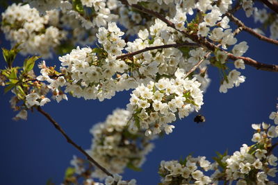 Cherry blossoms in spring