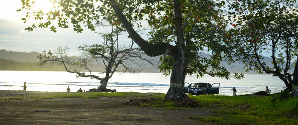 Trees on beach against sky