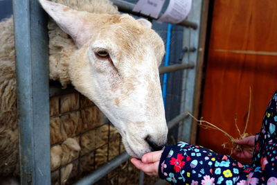 Cropped image of woman feeding sheep