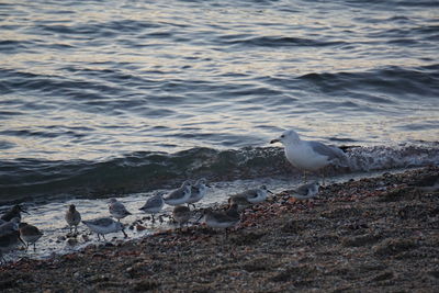 Seagull perching on shore