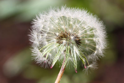 Close-up of dandelion flower