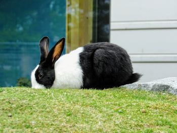 Rabbit on grass