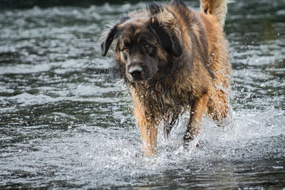 Portrait of dog in water