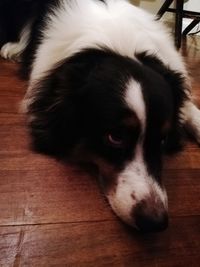 Close-up of dog resting on hardwood floor