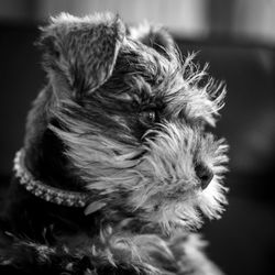 Close-up of dog at home