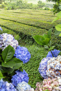 Close-up of purple flowering plants on field