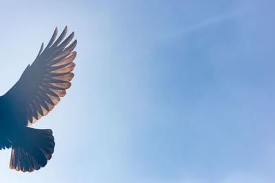 Low angle view of bird flying against the sky