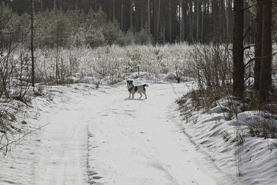 snow