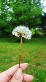 Close-up of hand holding dandelion